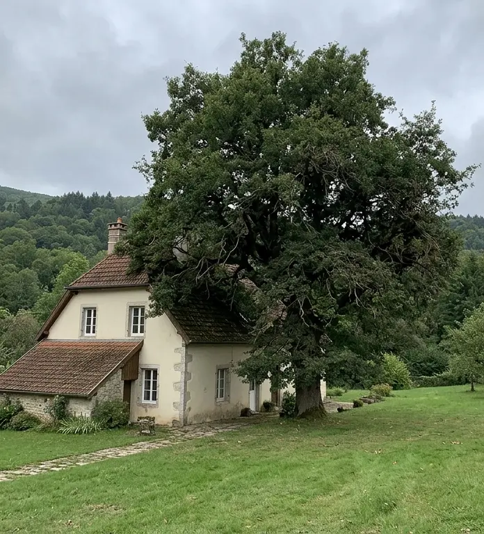 Arbre au houppier trop grand au-dessus d'une toiture, avant élagage